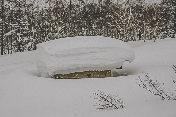 Pudersvamp. Foto: Andreas Bengtsson