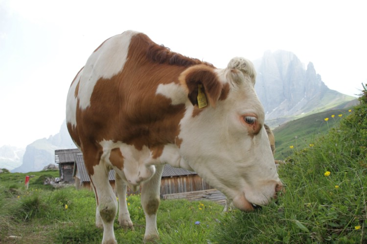 The climbing cow. July 7 2010   Photo: Andreas Bengtsson